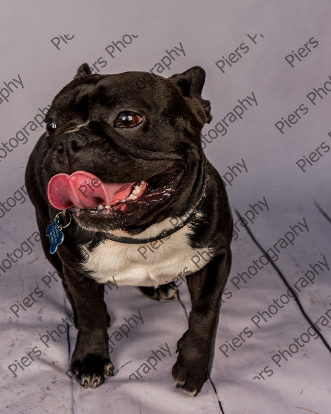 Frankie-25 
 Frankie at Hughenden Primary School fete 
 Keywords: DogPhotography Cutedog Piersphoto Studiophotography