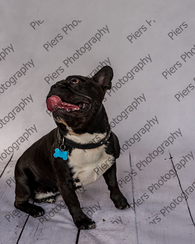 Frankie-32 
 Frankie at Hughenden Primary School fete 
 Keywords: DogPhotography Cutedog Piersphoto Studiophotography