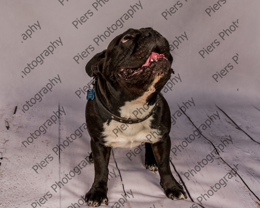 Frankie-5 
 Frankie at Hughenden Primary School fete 
 Keywords: DogPhotography Cutedog Piersphoto Studiophotography