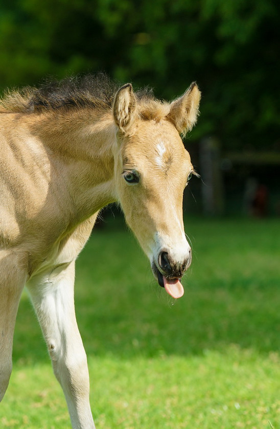 Lynda and Carsons Foal 052 
 Lynda and Carson's Foal 2013 
 Keywords: WWE. Foal, Piers Photography