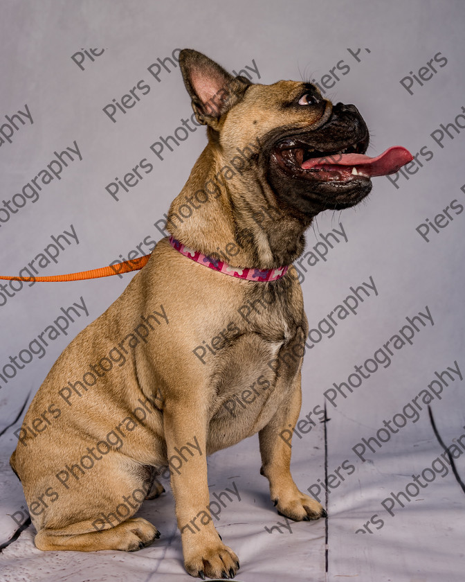 Mabel-5 
 Mabel at Hughenden Primary School Fete 
 Keywords: DogPhotography Cutedog Piersphoto Studiophotography