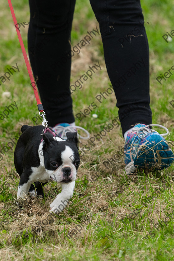 NRC Dog Show 008 
 Naphill Riding Club Open Show 
 Keywords: Naphill Riding Club, Open Show, Equestrian, Piers Photography, Bucks Wedding Photographer