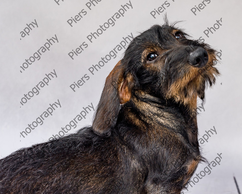 Arnold-26 
 Arnold at Hughenden Primary School fete 
 Keywords: DogPhotography Cutedog Piersphoto Studiophotography