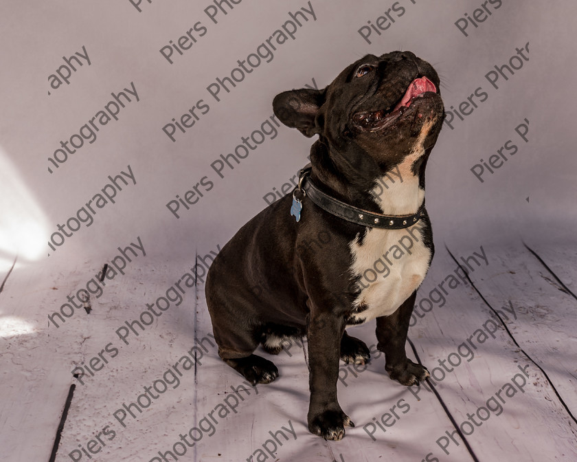 Frankie-7 
 Frankie at Hughenden Primary School fete 
 Keywords: DogPhotography Cutedog Piersphoto Studiophotography