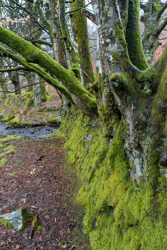 Exmoor 010 
 Exmoor 
 Keywords: Buckinghamshire wedding photographer, Exford, Exmoor, Piers Photography, Robbers Bridge