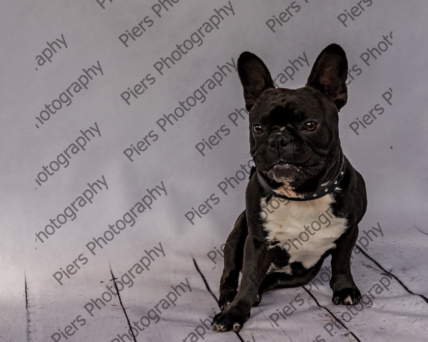Frankie-21 
 Frankie at Hughenden Primary School fete 
 Keywords: DogPhotography Cutedog Piersphoto Studiophotography