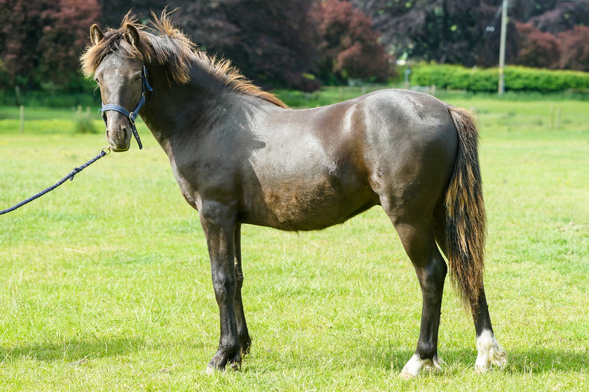 Lynda and Carsons Foal 059 
 Lynda and Carson's Foal 2013 
 Keywords: WWE. Foal, Piers Photography