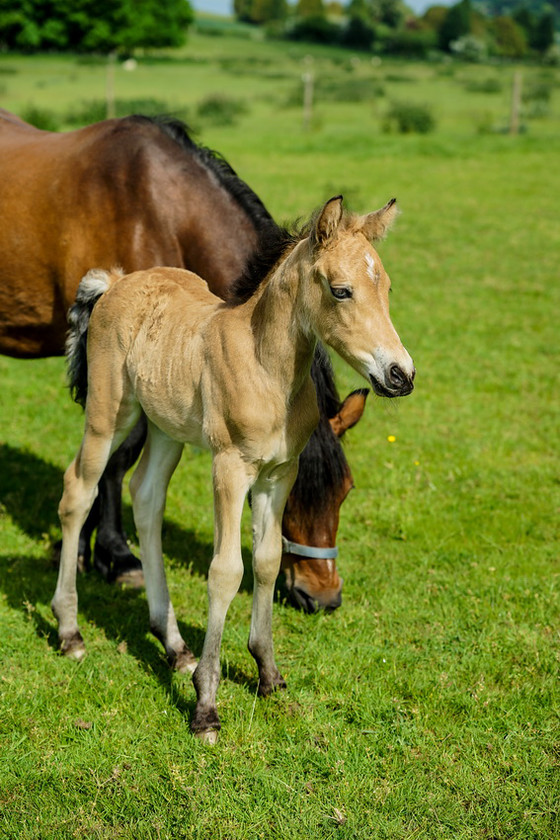 Lynda and Carsons Foal 030 
 Lynda and Carson's Foal 2013 
 Keywords: WWE. Foal, Piers Photography