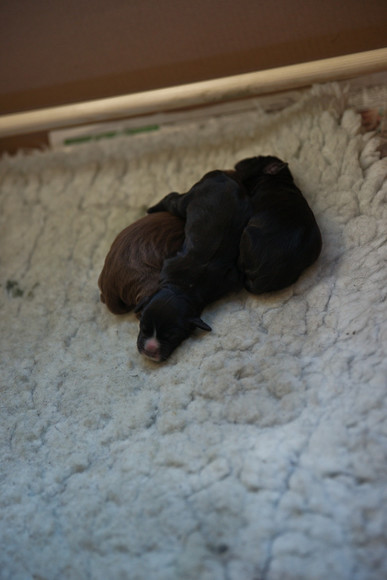 Spice puppies 004 
 Spice's Puppies day 2 
 Keywords: Piers Photo Day 2, Puppies, Spice