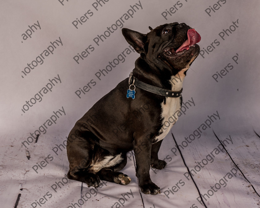 Frankie-13 
 Frankie at Hughenden Primary School fete 
 Keywords: DogPhotography Cutedog Piersphoto Studiophotography