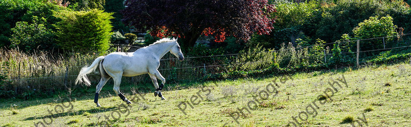 Pam Horse shoot 27 
 Pam's horse shoot at Palmers 
 Keywords: Bucks Wedding photographer, Palmers Stud and livery, Piers Photography, equestrian