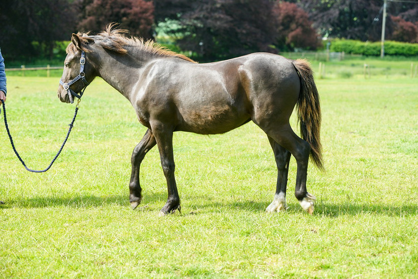 Lynda and Carsons Foal 062 
 Lynda and Carson's Foal 2013 
 Keywords: WWE. Foal, Piers Photography