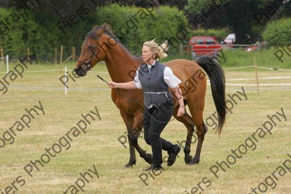 In Hnad Veteran Horse 19 
 NRCS Class 22 In Hand Veteran Horse