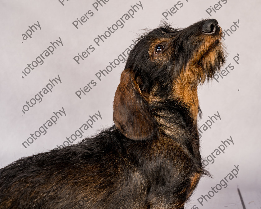 Arnold-28 
 Arnold at Hughenden Primary School fete 
 Keywords: DogPhotography Cutedog Piersphoto Studiophotography