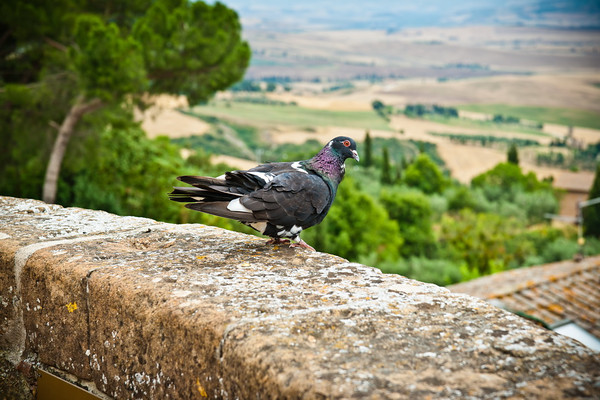 Italian Hols 380 
 Pienza