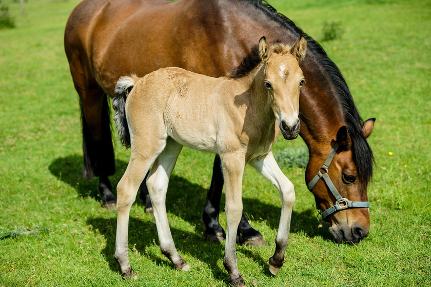 Lynda and Carsons Foal 029 
 Lynda and Carson's Foal 2013 
 Keywords: WWE. Foal, Piers Photography