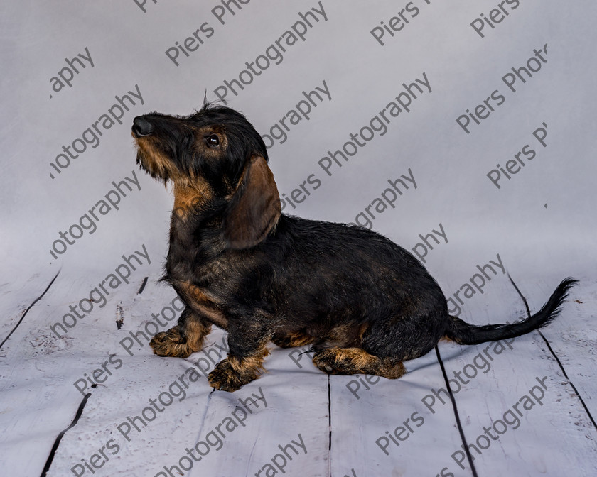 Arnold-2 
 Arnold at Hughenden Primary School fete 
 Keywords: DogPhotography Cutedog Piersphoto Studiophotography