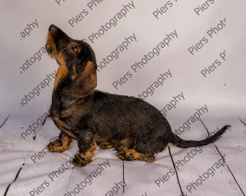 Arnold-1 
 Arnold at Hughenden Primary School fete 
 Keywords: DogPhotography Cutedog Piersphoto Studiophotography