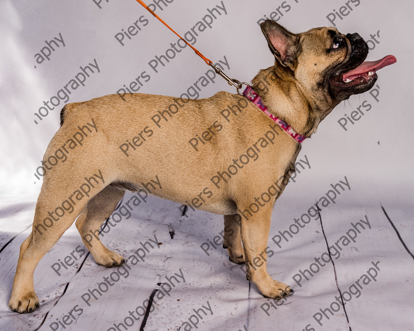 Mabel-19 
 Mabel at Hughenden Primary School Fete 
 Keywords: DogPhotography Cutedog Piersphoto Studiophotography