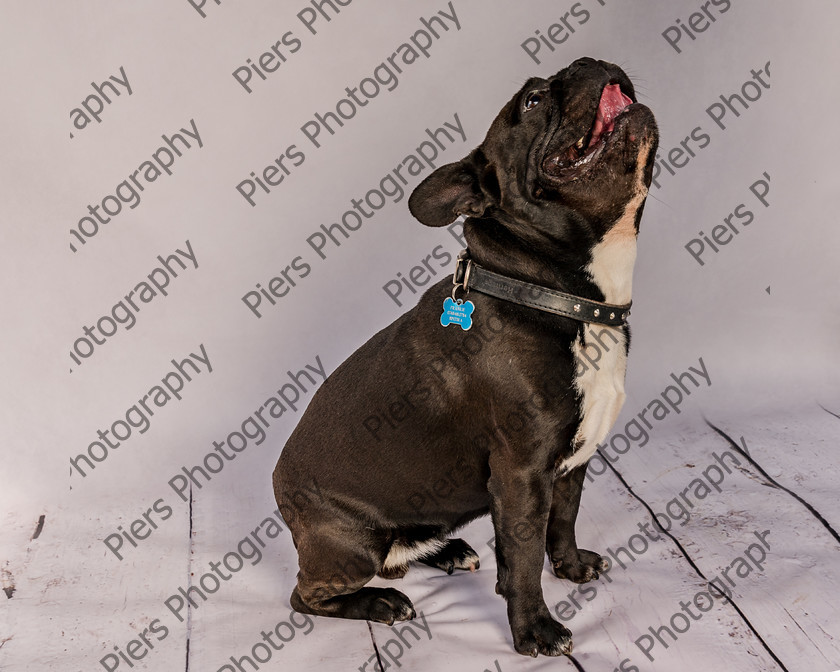 Frankie-3 
 Frankie at Hughenden Primary School fete 
 Keywords: DogPhotography Cutedog Piersphoto Studiophotography