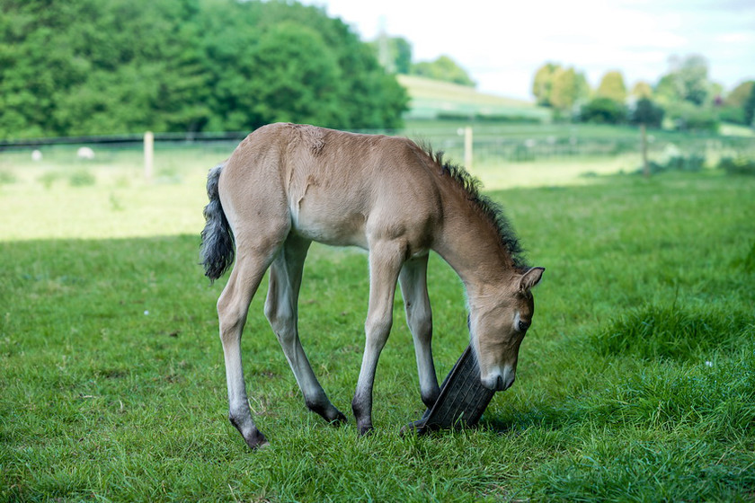 Lynda and Carsons Foal 044 
 Lynda and Carson's Foal 2013 
 Keywords: WWE. Foal, Piers Photography