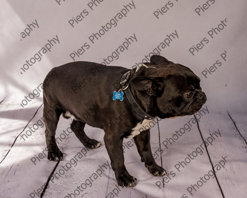 Frankie-1 
 Frankie at Hughenden Primary School fete 
 Keywords: DogPhotography Cutedog Piersphoto Studiophotography