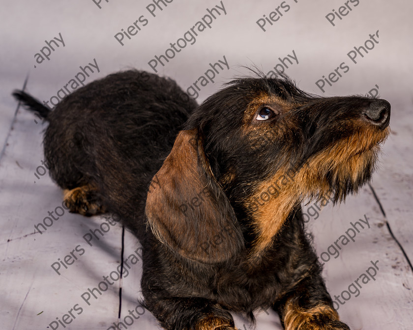 Arnold-13 
 Arnold at Hughenden Primary School fete 
 Keywords: DogPhotography Cutedog Piersphoto Studiophotography