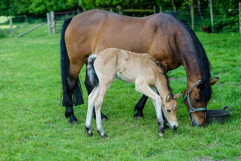 Lynda and Carsons Foal 032 
 Lynda and Carson's Foal 2013 
 Keywords: WWE. Foal, Piers Photography