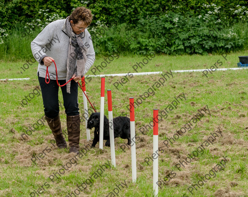 NRC Dog Show 074 
 Naphill Riding Club Open Show 
 Keywords: Naphill Riding Club, Open Show, Equestrian, Piers Photography, Bucks Wedding Photographer