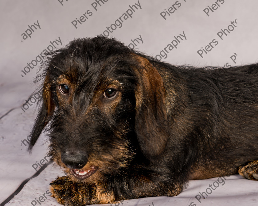 Arnold-18 
 Arnold at Hughenden Primary School fete 
 Keywords: DogPhotography Cutedog Piersphoto Studiophotography