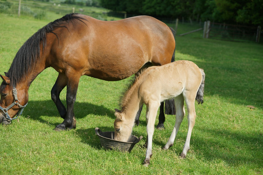 Lynda and Carsons Foal 048 
 Lynda and Carson's Foal 2013 
 Keywords: WWE. Foal, Piers Photography