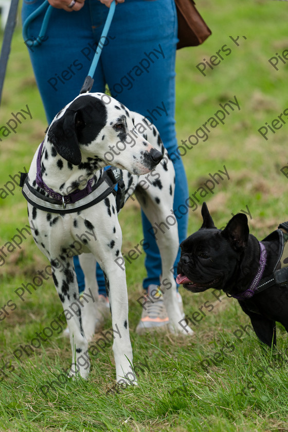 NRC Dog Show 019 
 Naphill Riding Club Open Show 
 Keywords: Naphill Riding Club, Open Show, Equestrian, Piers Photography, Bucks Wedding Photographer