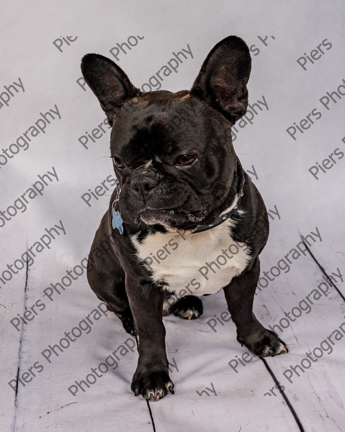 Frankie-27 
 Frankie at Hughenden Primary School fete 
 Keywords: DogPhotography Cutedog Piersphoto Studiophotography