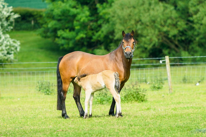 Lynda and Carsons Foal 016 
 Lynda and Carson's Foal 2013 
 Keywords: WWE. Foal, Piers Photography