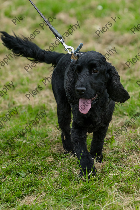 NRC Dog Show 009 
 Naphill Riding Club Open Show 
 Keywords: Naphill Riding Club, Open Show, Equestrian, Piers Photography, Bucks Wedding Photographer