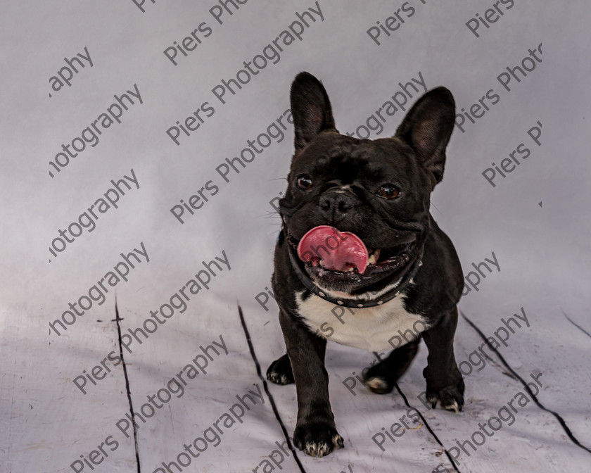 Frankie-23 
 Frankie at Hughenden Primary School fete 
 Keywords: DogPhotography Cutedog Piersphoto Studiophotography