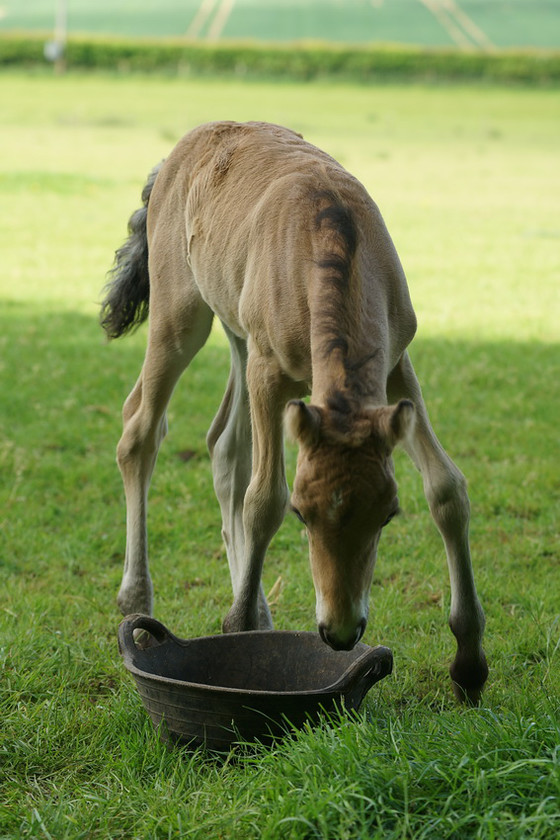 Lynda and Carsons Foal 046 
 Lynda and Carson's Foal 2013 
 Keywords: WWE. Foal, Piers Photography