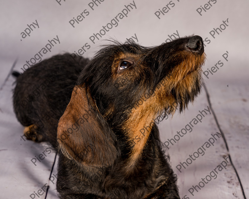 Arnold-15 
 Arnold at Hughenden Primary School fete 
 Keywords: DogPhotography Cutedog Piersphoto Studiophotography