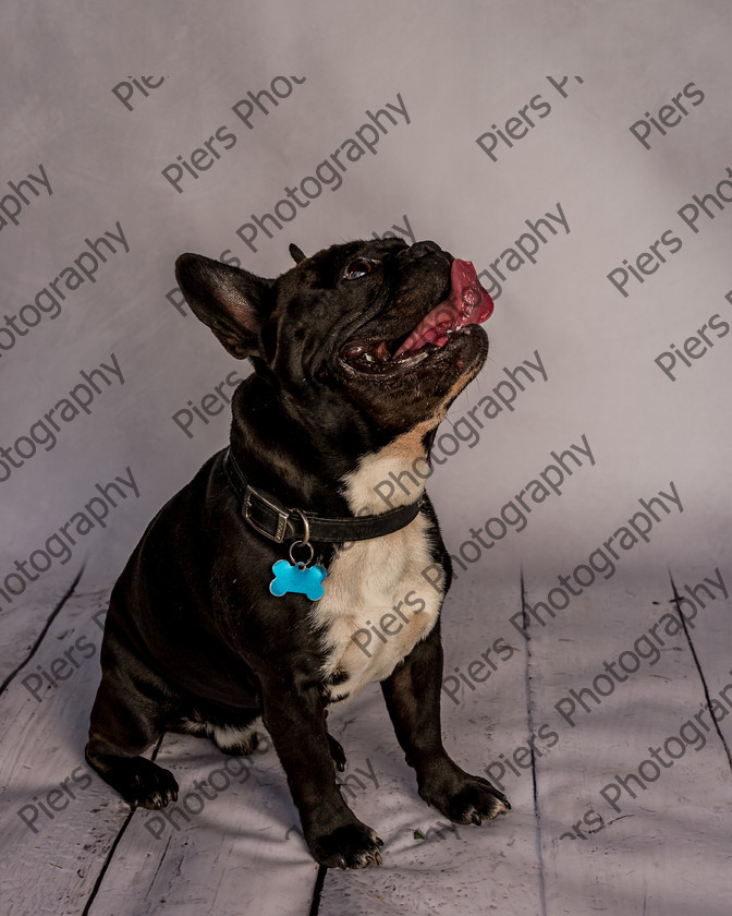 Frankie-35 
 Frankie at Hughenden Primary School fete 
 Keywords: DogPhotography Cutedog Piersphoto Studiophotography