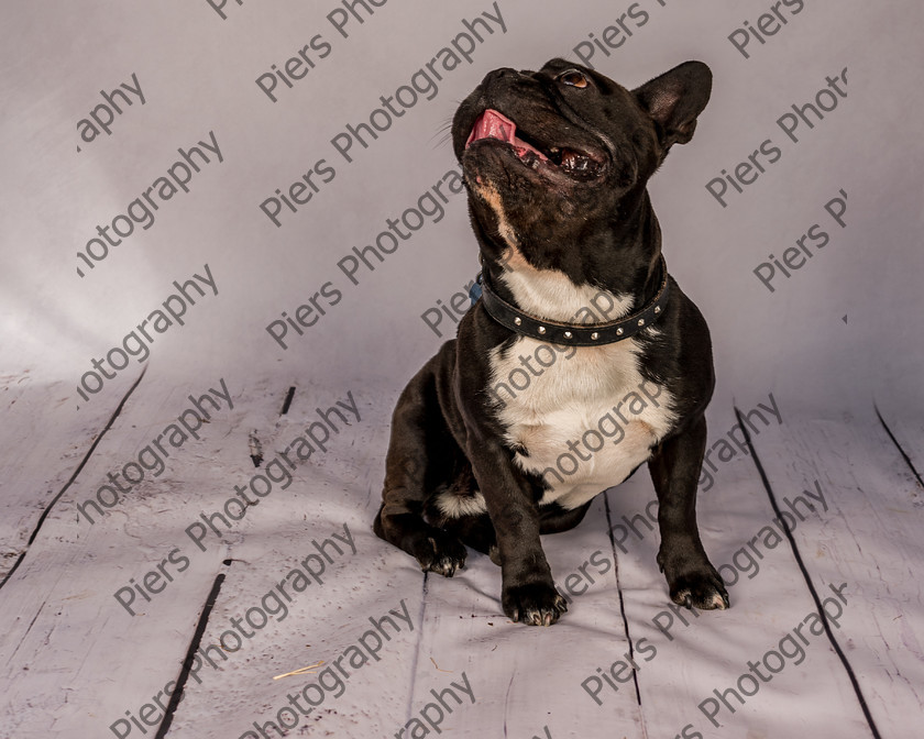 Frankie-15 
 Frankie at Hughenden Primary School fete 
 Keywords: DogPhotography Cutedog Piersphoto Studiophotography