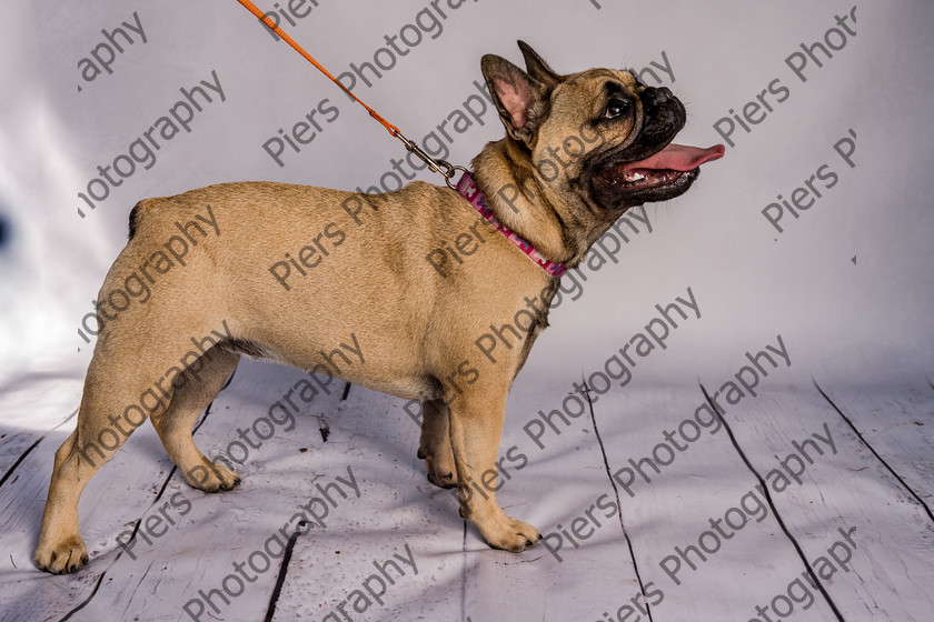 Mabel-20 
 Mabel at Hughenden Primary School Fete 
 Keywords: DogPhotography Cutedog Piersphoto Studiophotography