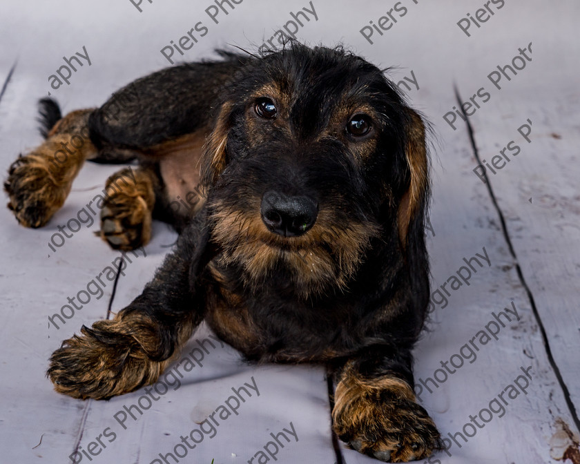 Arnold-10 
 Arnold at Hughenden Primary School fete 
 Keywords: DogPhotography Cutedog Piersphoto Studiophotography