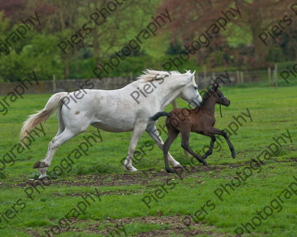 Lynda & Carson s foal0016 
 Carson& Linda's Foal 
 Keywords: Elliotts, Horses, West Wycombe Park