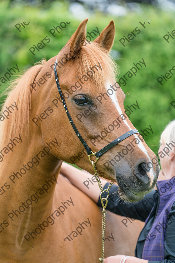 show portraits 13 
 Naphill Riding Club Open Show 
 Keywords: Naphill Riding Club, Open Show, Equestrian, Piers Photography, Bucks Wedding Photographer