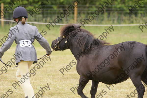 In Hnad Veteran Horse 20 
 NRCS Class 22 In Hand Veteran Horse