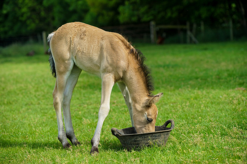 Lynda and Carsons Foal 053 
 Lynda and Carson's Foal 2013 
 Keywords: WWE. Foal, Piers Photography