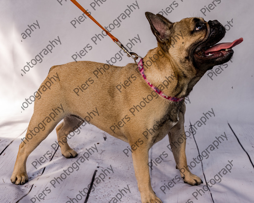 Mabel-21 
 Mabel at Hughenden Primary School Fete 
 Keywords: DogPhotography Cutedog Piersphoto Studiophotography