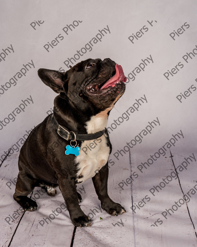 Frankie-34 
 Frankie at Hughenden Primary School fete 
 Keywords: DogPhotography Cutedog Piersphoto Studiophotography