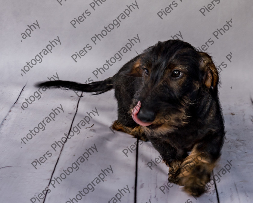 Arnold-4 
 Arnold at Hughenden Primary School fete 
 Keywords: DogPhotography Cutedog Piersphoto Studiophotography