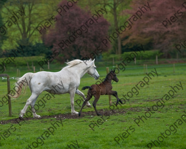 Lynda & Carson s foal0017 
 Carson& Linda's Foal 
 Keywords: Elliotts, Horses, West Wycombe Park